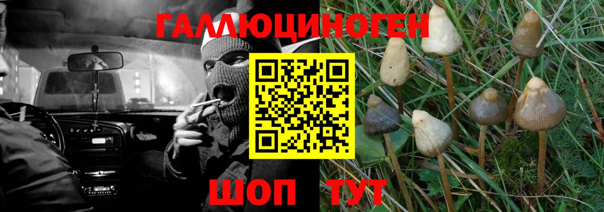 Галлюциногенные грибы прущие грибы  Вход с VPN  Гай 